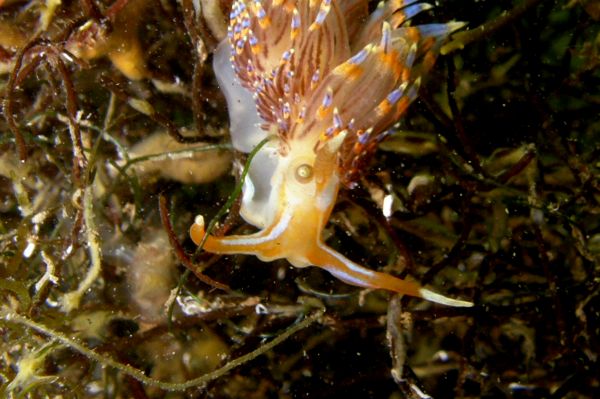Facelina  Facelina sp